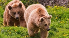 Az emlősök megkülönböztető jelei